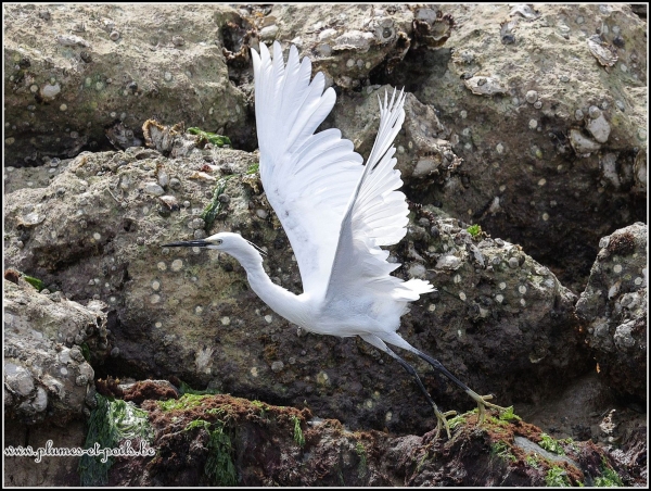 Aigrette garzette